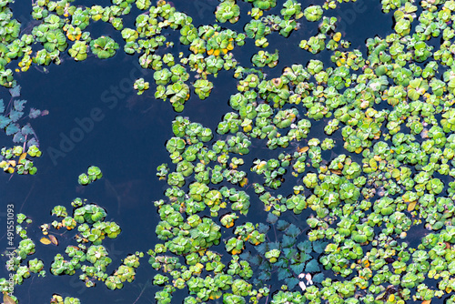 water lettuce, Pistia stratiotes, Green, wild, vivarium, terrarium, Aquarium, aquatic, water, Pond, Plant, emergent, vegetation
