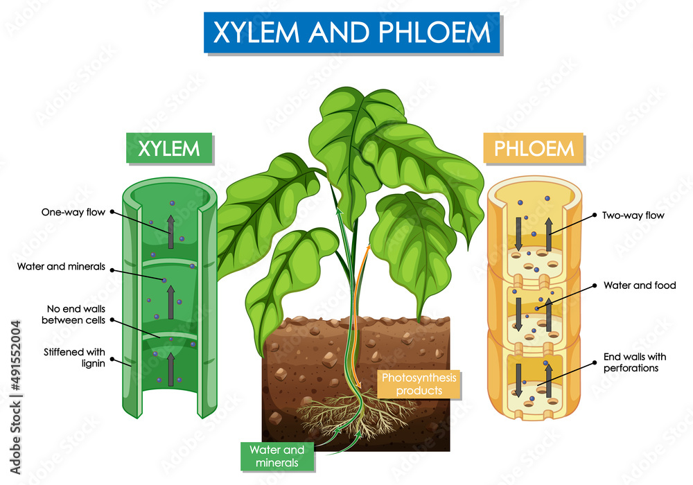 Diagram showing xylem and phloem plant Stock Vector Adobe Stock