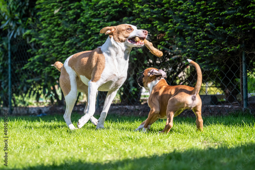 German Boxer dog and a mix dog playing together on the green grass in the garden
