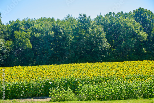 Sunflower field with the flowers turned toward the sun on a beautiful summer day
