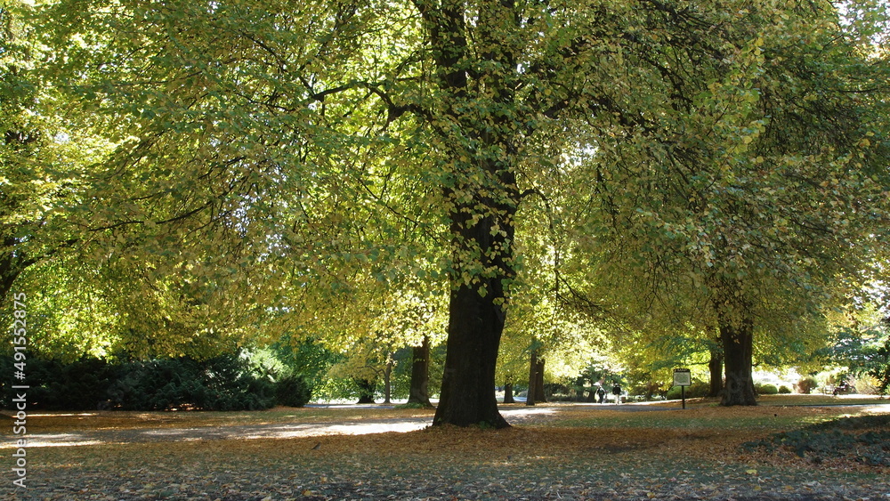 Fototapeta premium Autumn leaves