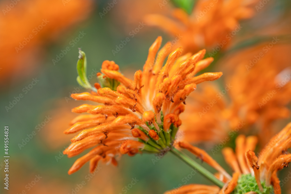 Close-up of Leonotis leonurus (Lion's Tail) Close-up of Leonotis leonurus (Lion's Tail)