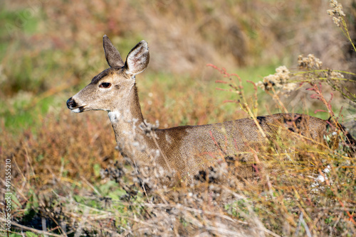 Fototapeta Naklejka Na Ścianę i Meble -  California Mule Deer (Odocoileus hemionus californicus) standing in the dry grass field. Beautiful deer in its natural habitat.