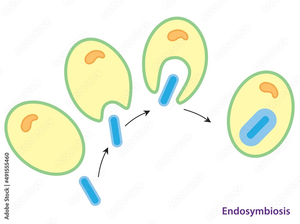 Vetor De Endosymbiosis. How A Double Membrane May Have Been Created ...