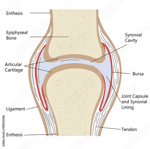A movable, or synovial, joint is protected and cushioned by cartilage and synovial fluid. photo