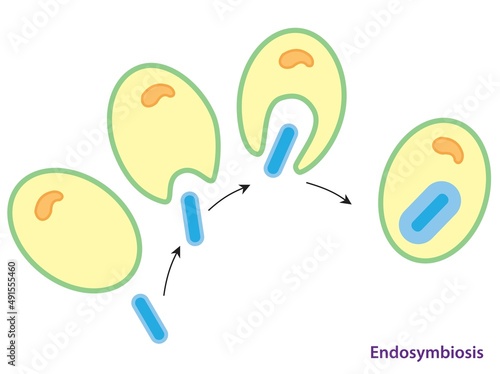 Endosymbiosis. how a double membrane may have been created during the symbiotic origin of mitochondria or chloroplasts photo