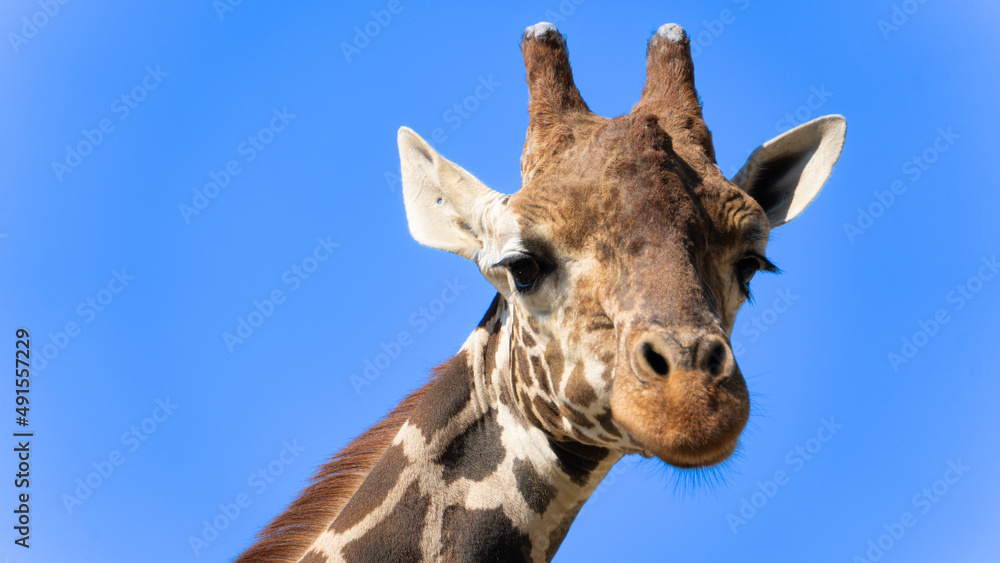 Naklejka premium 動物園にいたキリンのクローズアップ写真