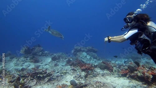 Wallpaper Mural Scuba diver with long hear pointing out a Hawksbill Sea Turtle while drifting in current Torontodigital.ca
