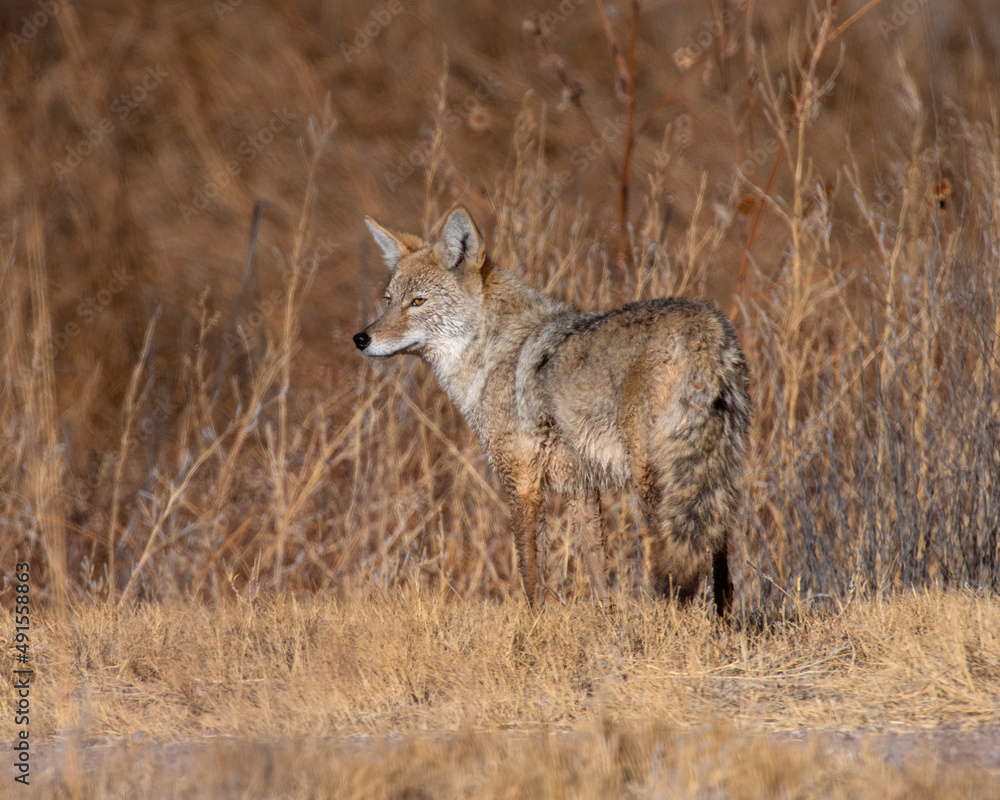 Obraz premium Coyote