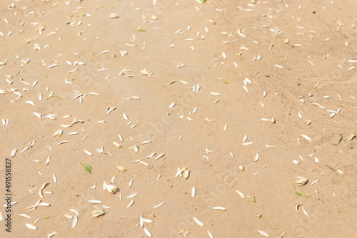 small white flower on ground.