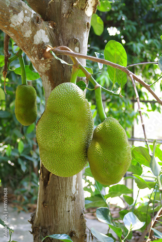 Jack fruit in the garden at Thailand  summer season
