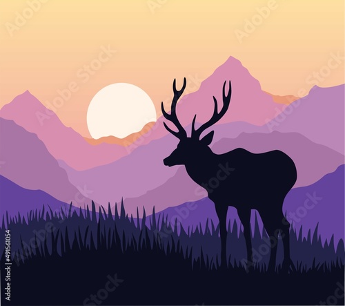 deer in the sunset