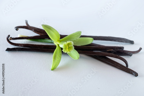 Aromatic Vanilla sticks and flowers on Petri dishes  vanilla fargrans  Salish  Ames  Vanilla Planifolia  resource of Vanilla flavoring  white background