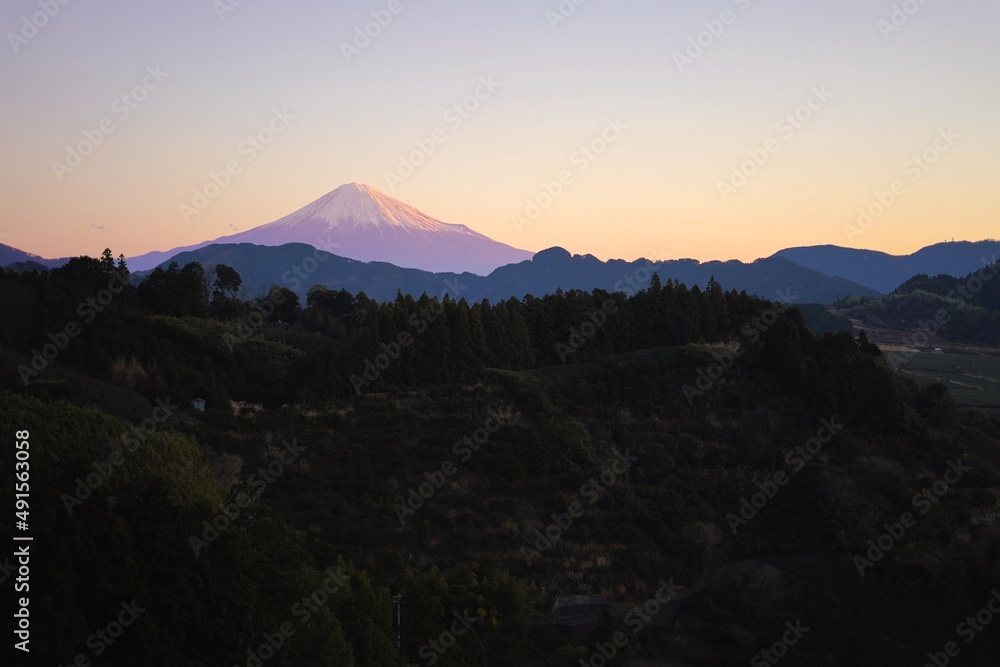 茶畑から望む富士山