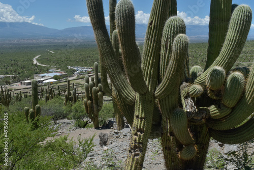 cactus in desert photo