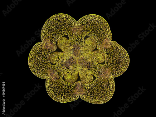 cross section cut slice of plant stem under the microscope – microscopic view of plant cells for botanic education – high quality