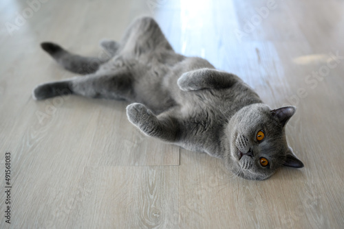 Принти на полотні Black cat lying on its back, young cat sleeping with legs spread open, lying in a funny and revealing position