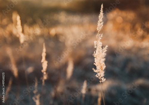 High dry grass, reeds at sunset orange light with blured background. Nature plant