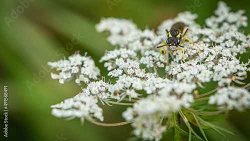 Ein Insekt auf einer weißen Blume! © remo_welt