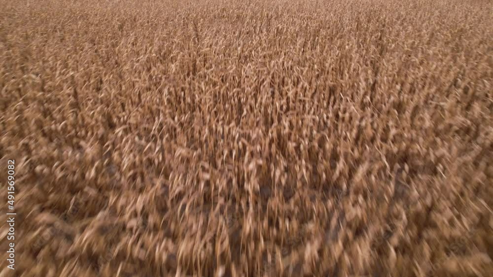 Flying over dry corn field, top view, Ukraine, Europe. Aerial view of cornfield of autumn in sunny day. Dried feed corn growing, farming business Flying over dry corn field, top view, Ukraine, Europe. Aerial view of cornfield of autumn in sunny day. Dried feed corn growing, farming business
