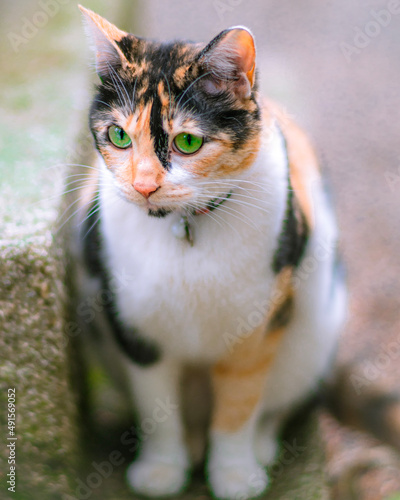 portrait of a cat © Richard