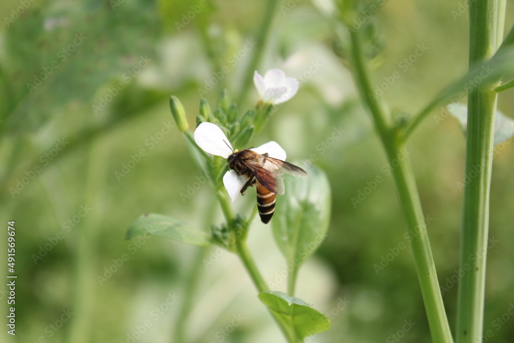 Honeybee collecting honey from white blooming flowers Honeybee collecting honey from white blooming flowers