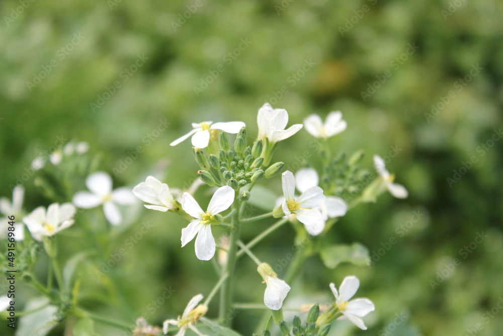 A bunch of white radish flowers blooming on field A bunch of white radish flowers blooming on field