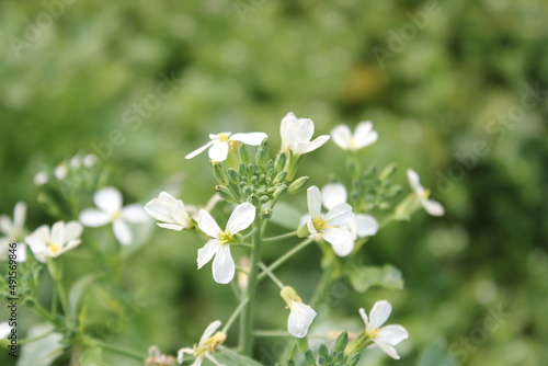 A bunch of white radish flowers blooming on field