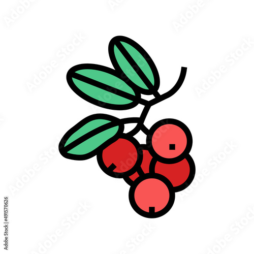 lingonberry berry color icon vector. lingonberry berry sign. isolated symbol illustration