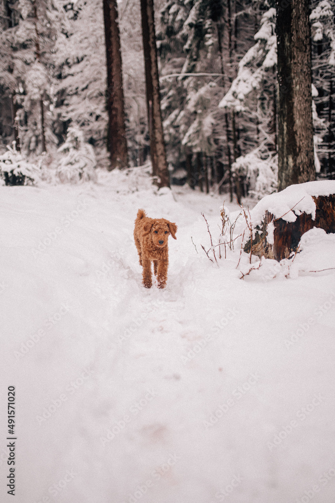 Pudel im Schnee am rennen