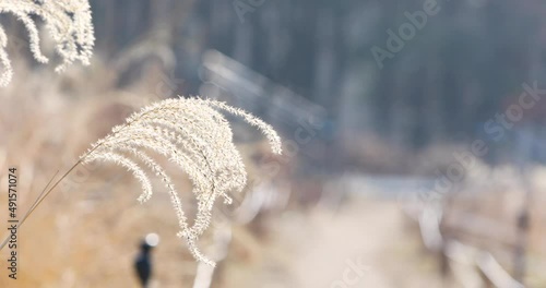 Silver grass flower blowing in the wind, silver grass flower sway in the wind.