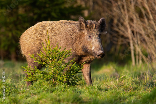 Single wild boar, sus scrofa, standing behind a young tree in warm evening light. Spring nature scenery with mammal hiding in green vegetation. Animal wildlife in wilderness.