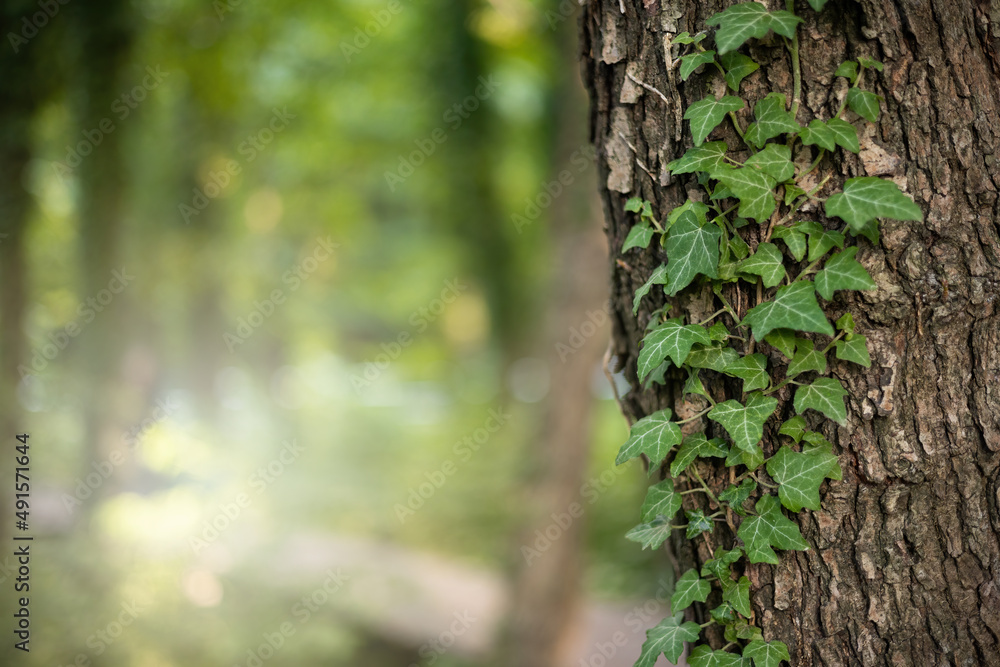 Tranquil natural background with ivy growing on a tree trunk in summer nature. Peaceful park scenery with green plant climbing on bark with copy space. Shallow depth of field with blurred background.