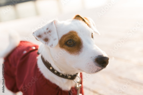 Adorable Jack Russell Terrier outdoors. Portrait of a little dog.