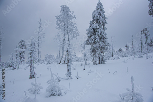 Winter landscape with covered snow trees