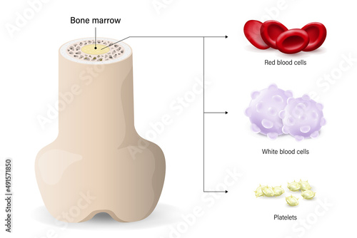 Bone marrow, the source of red blood cells, white blood cells, and platelets.
