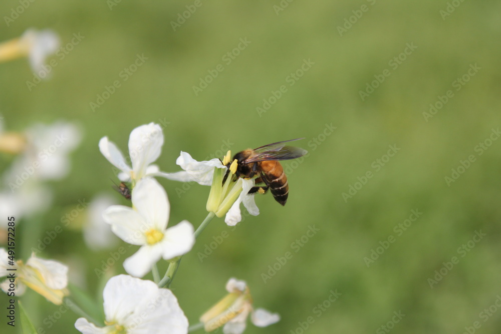 Closeup shot of honeybee collecting honey from flowes Closeup shot of honeybee collecting honey from flowes