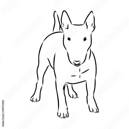 Bull terrier  bull terrier funny face  black and white vector illustration