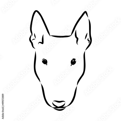 Bull terrier, bull terrier funny face, black and white vector illustration