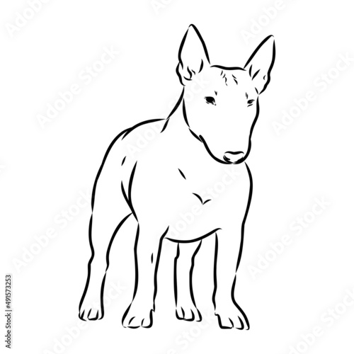 Bull terrier, bull terrier funny face, black and white vector illustration