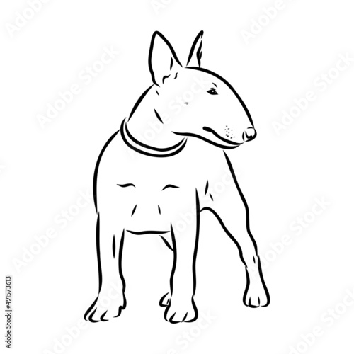 Bull terrier, bull terrier funny face, black and white vector illustration