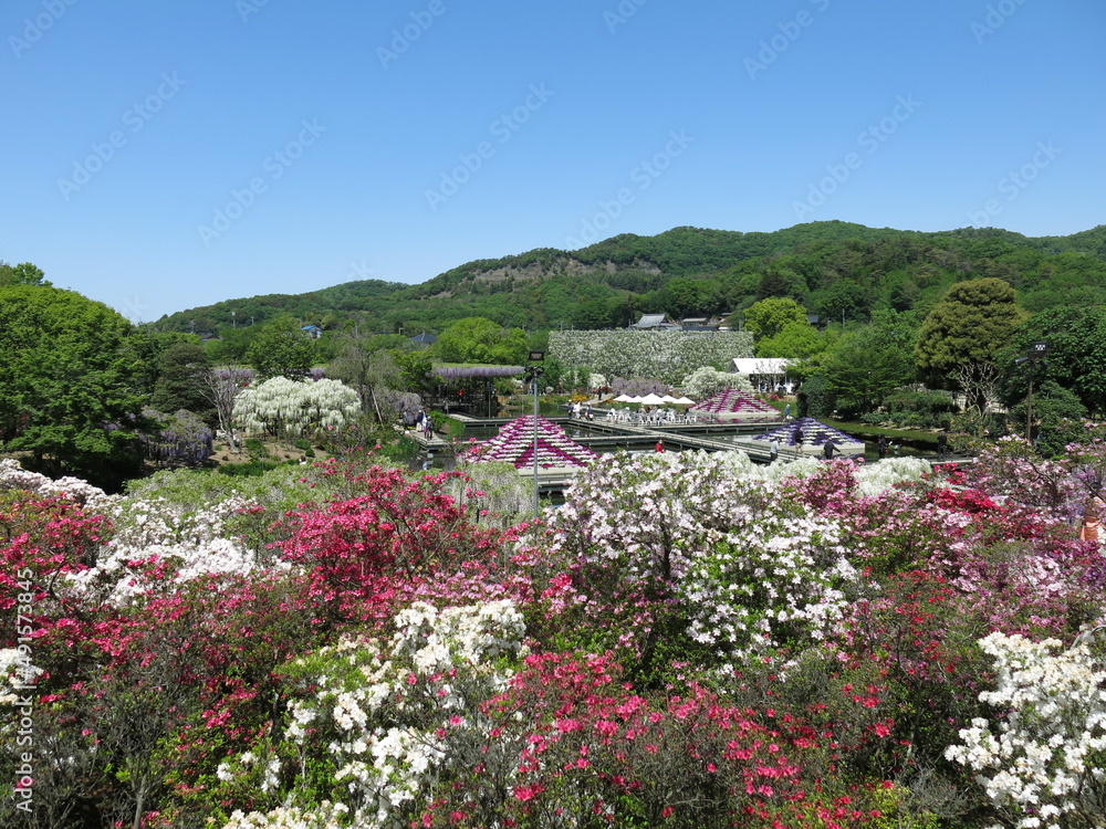 あしかがフラワーパークの「ツツジの海」ゾーンから見た園内の風景（大長藤・白藤の滝・水上花壇など）　Ashikaga Flower Park