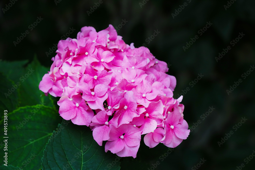 A view of a blooming red hydrangea bud in the park in the spring.