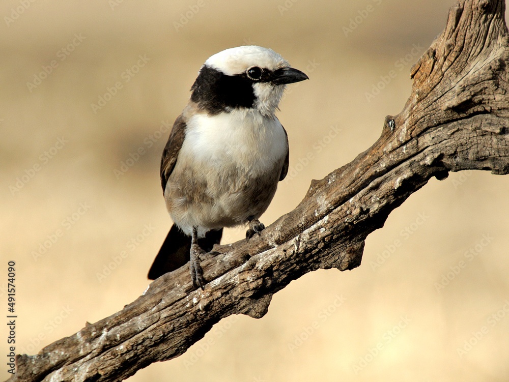 Ein Rüppellwürger (Eurocephalus ruepelli), Northern white-crowned shrike, in Sambia. Ein Rüppellwürger (Eurocephalus ruepelli), Northern white-crowned shrike, in Sambia.