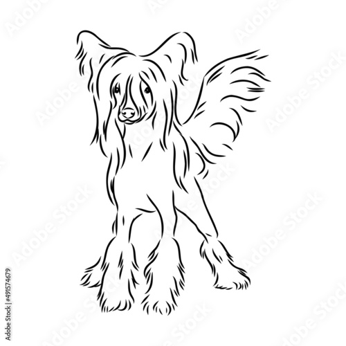 Fototapeta Naklejka Na Ścianę i Meble -  Decorative portrait of standing in profile Chinese Crested Dog, vector isolated illustration in black color on white background