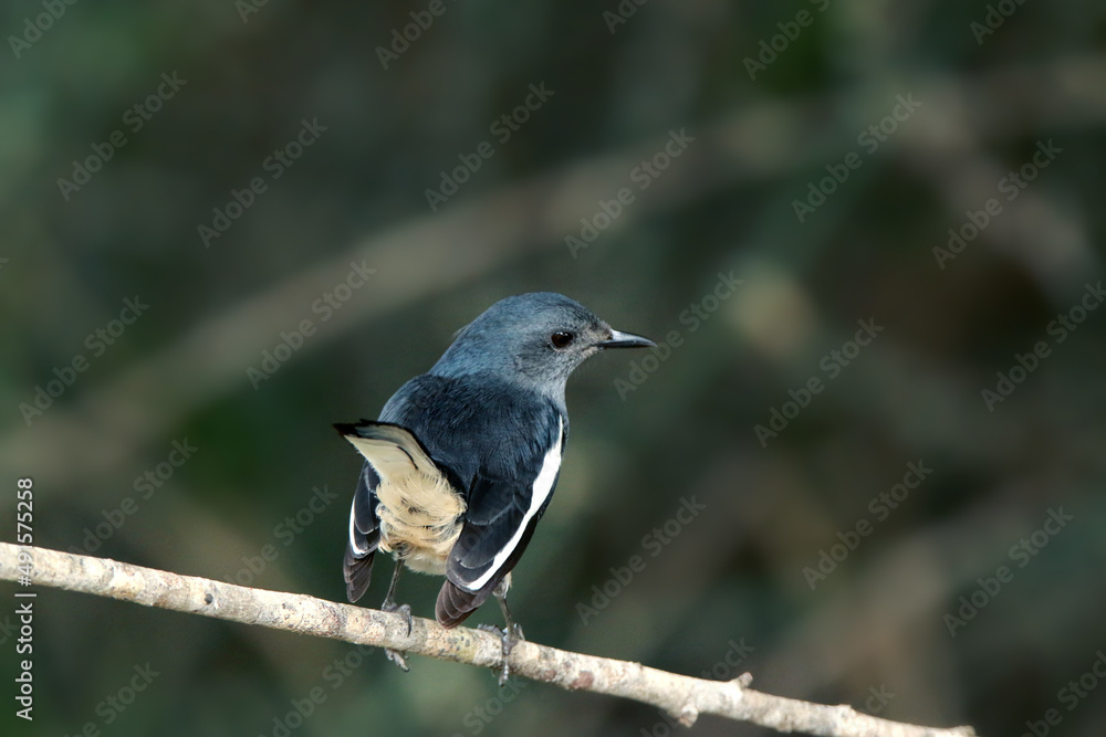 Oriental Magpie-robin on branch Oriental Magpie-robin on branch