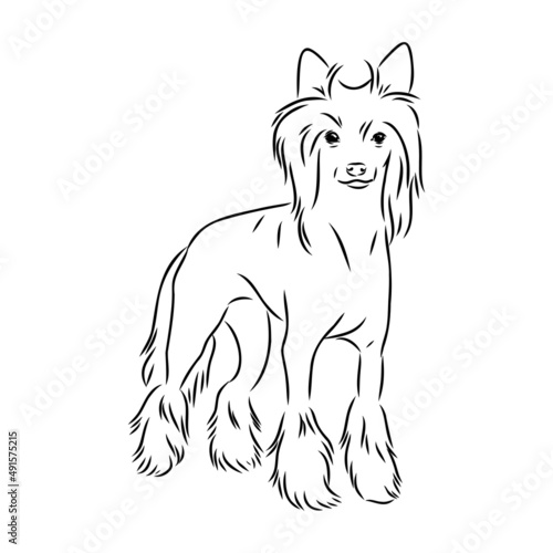 Decorative portrait of standing in profile Chinese Crested Dog  vector isolated illustration in black color on white background