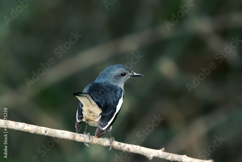 Oriental Magpie-robin on branch