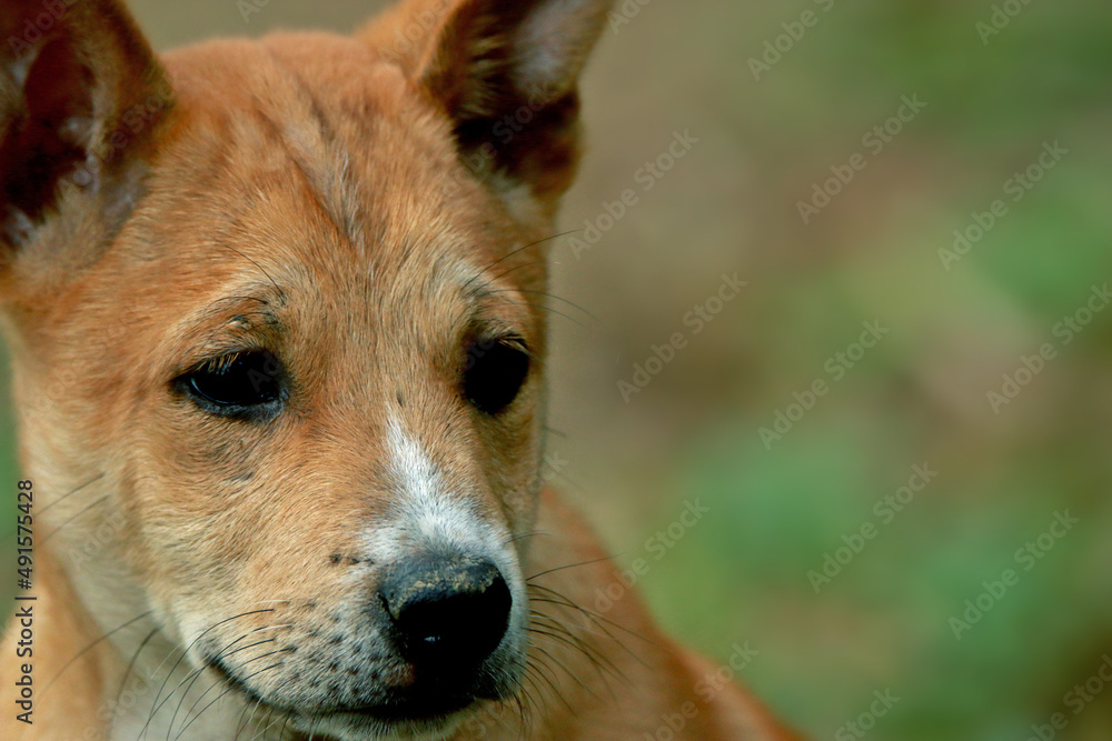 A Thai dog on field A Thai dog on field