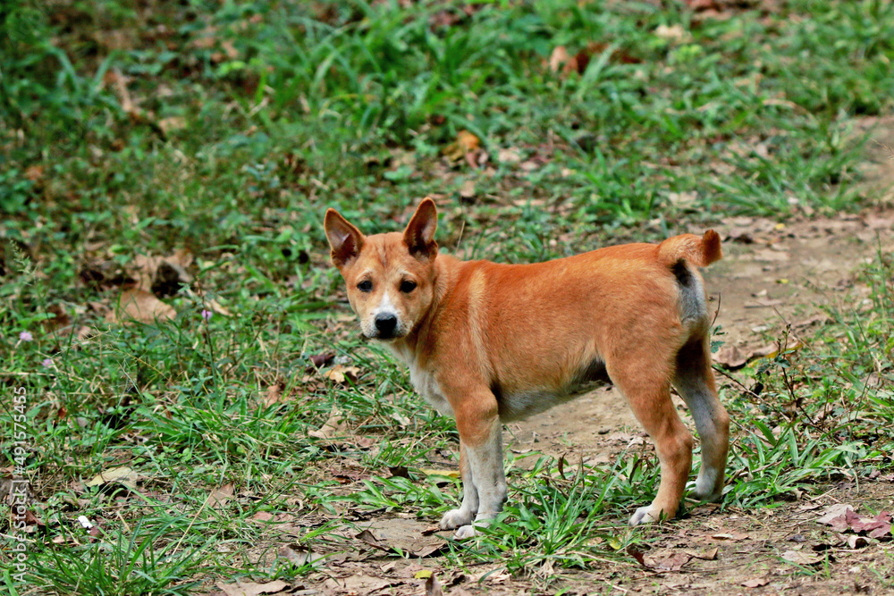 A Thai dog on field